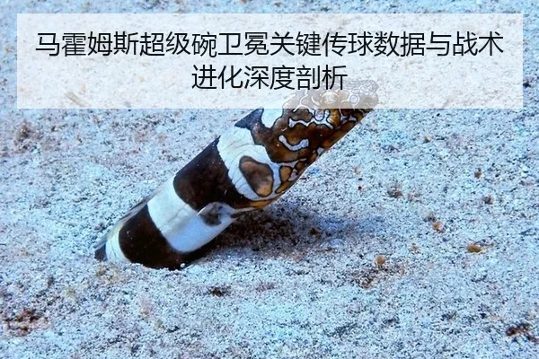 马霍姆斯超级碗卫冕关键传球数据与战术进化深度剖析